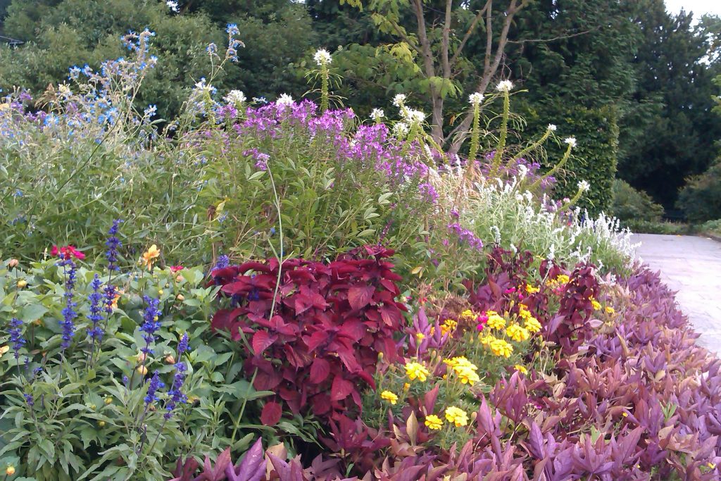 Landscaping Planting in Late Summer