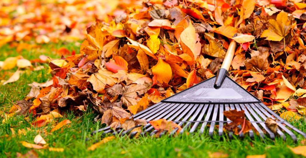 Fall Yard Clean Up
