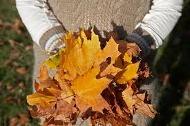 Fall Yard Maintenance Tips