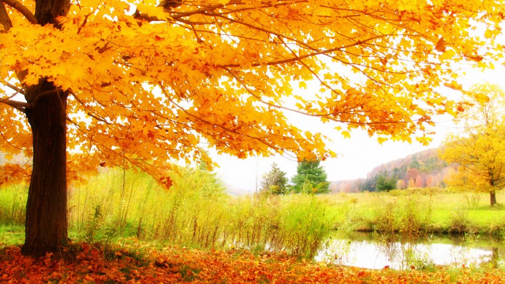 Landscaping can Start in the Fall